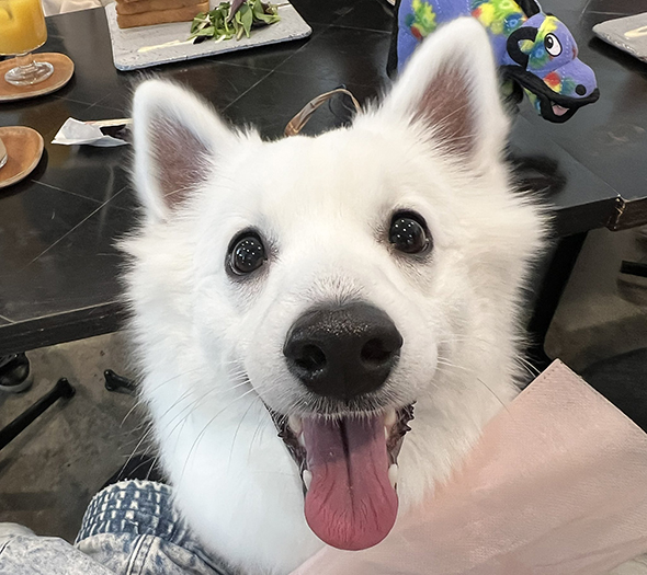 目をキラキラさせて口を開けるワンコ