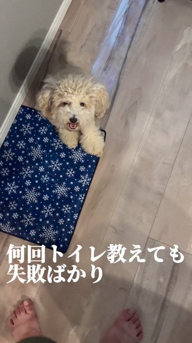 動物を捨てる人を再現した啓発動画のワンコ