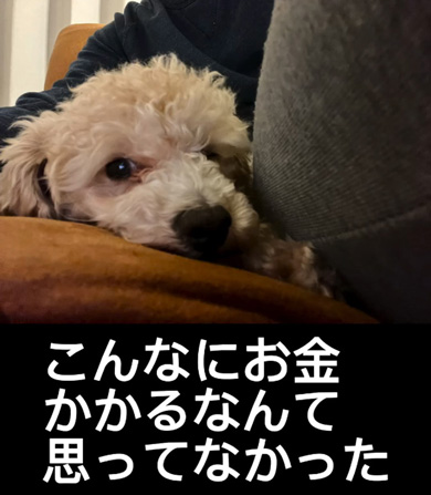 見つめるワンコ