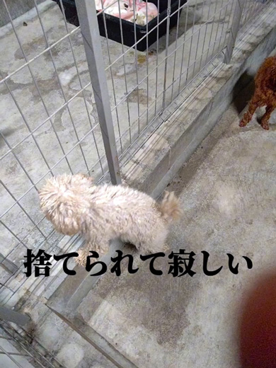 ケージの中にいるワンコ