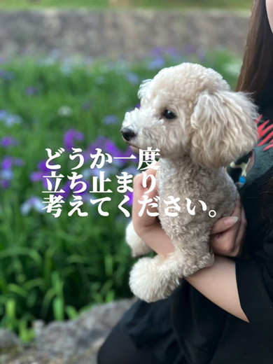 抱っこされるワンコ