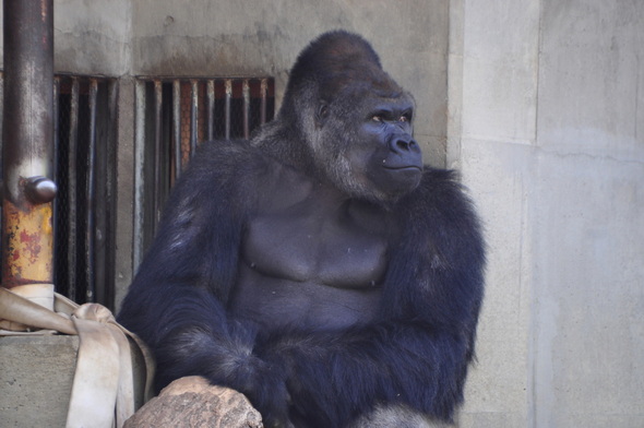 シャバーニ 東山動物園