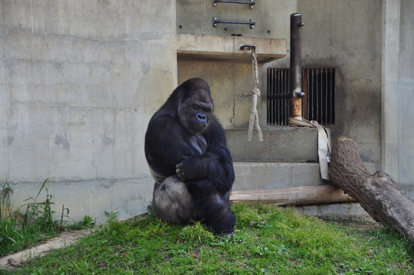 シャバーニ 東山動物園