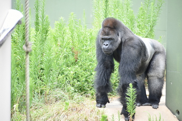 シャバーニ 東山動物園