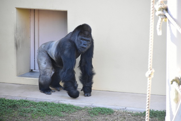 シャバーニ 東山動物園