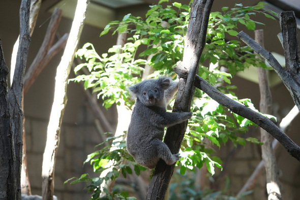 シャバーニ 東山動物園
