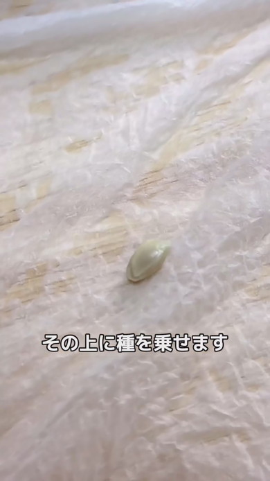 湿らせたキッチンペーパーとレモンの種