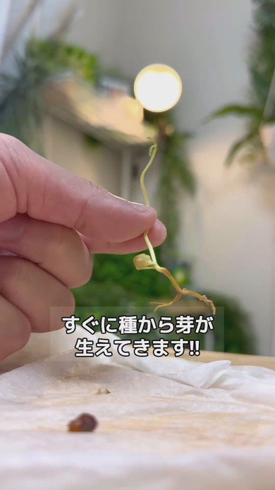 芽の出たレモンの種