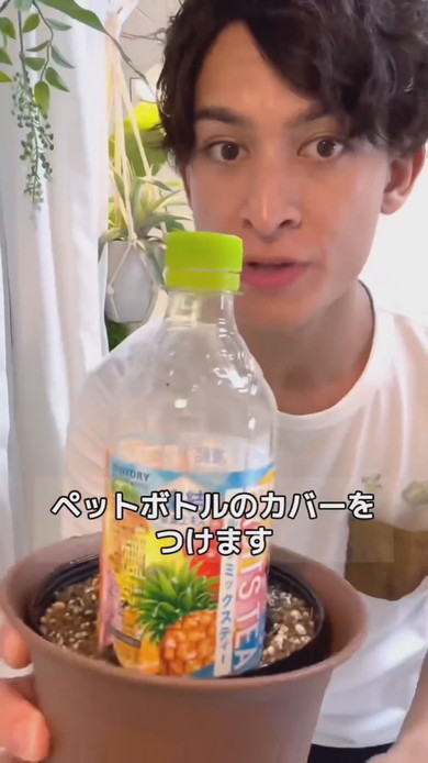 ペットボトルをかぶせたレモンの鉢植え