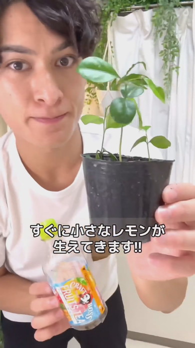 若芽の生えたレモンの鉢植え