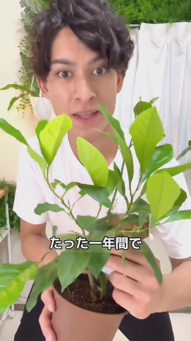 1年間育てたレモンの鉢植え