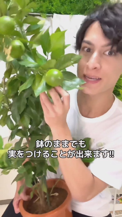 結実したレモンの鉢植え