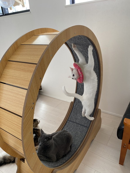 キャットホイール猫