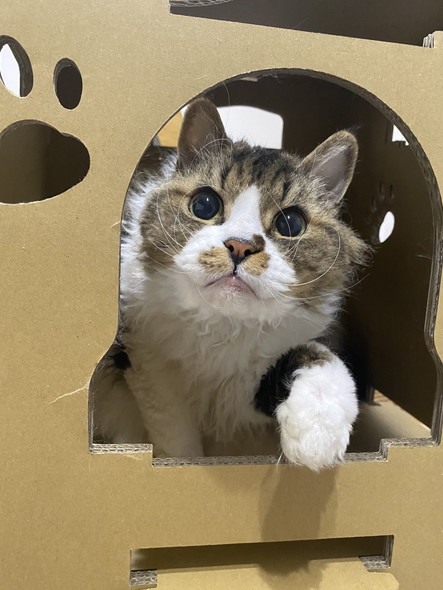 箱から顔出す猫