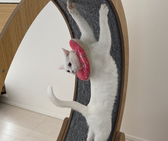 キャットホイール猫