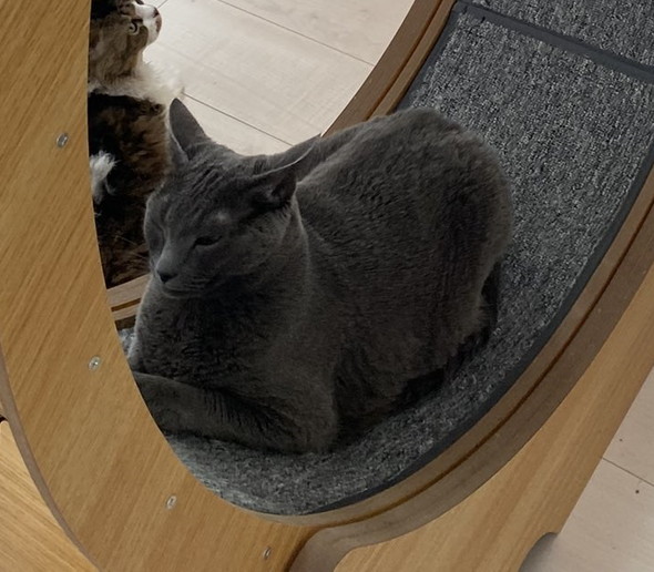 キャットホイール猫