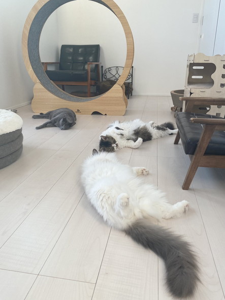 キャットホイール猫
