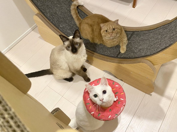 キャットホイール猫