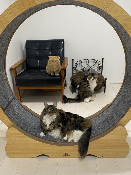 キャットホイール猫