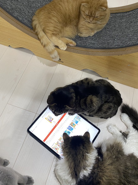 キャットホイール猫