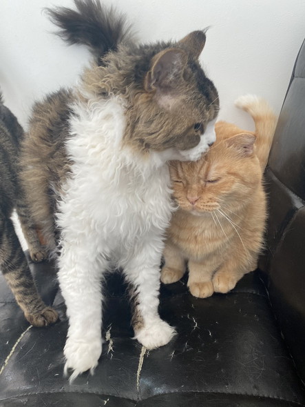 カール猫ちゃんと茶トラ猫ちゃん