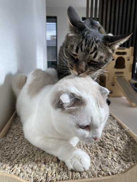 猫ちゃんにかぶりつく猫