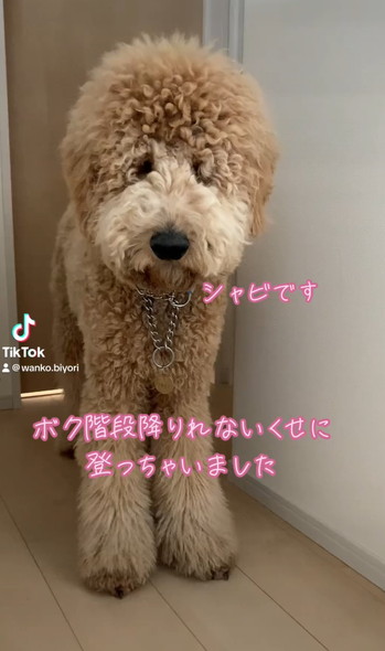 おすすめ