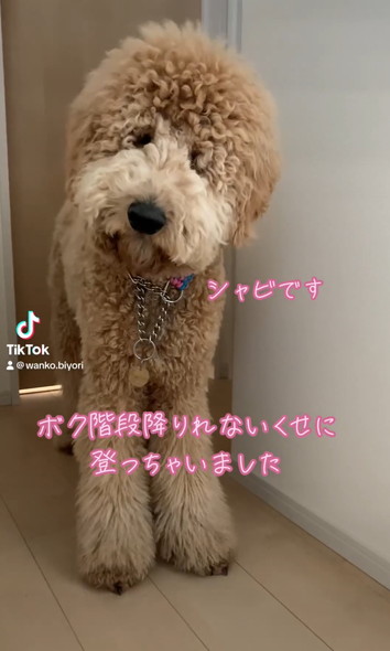 階段下りられないワンコ