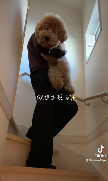 階段下りられないワンコ