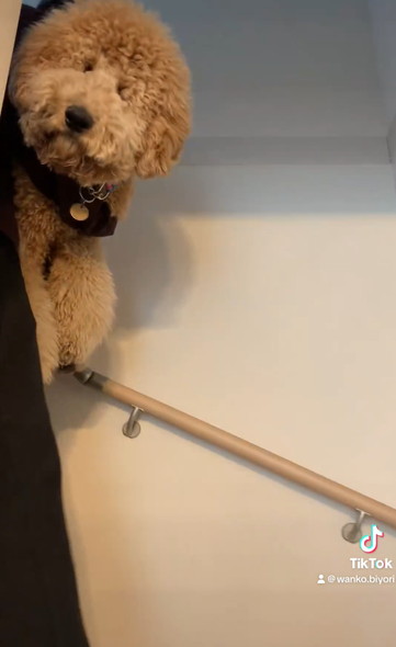 階段下りられないワンコ