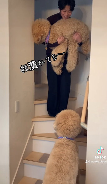 階段下りられないワンコ