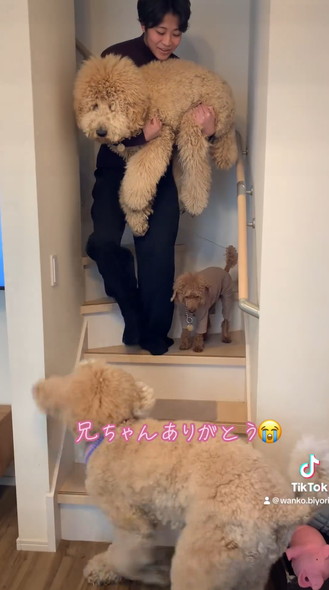 階段下りられないワンコ