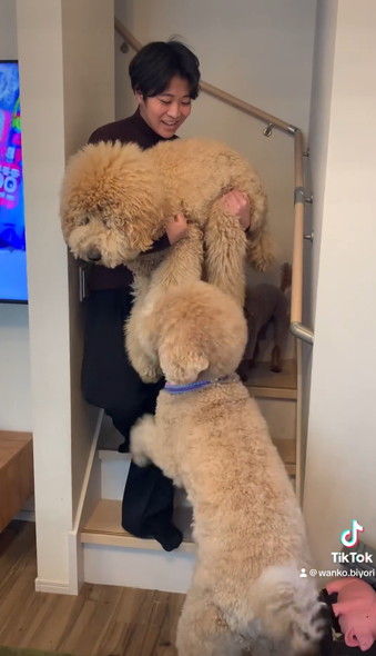 階段下りられないワンコ