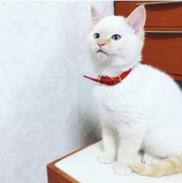 子猫