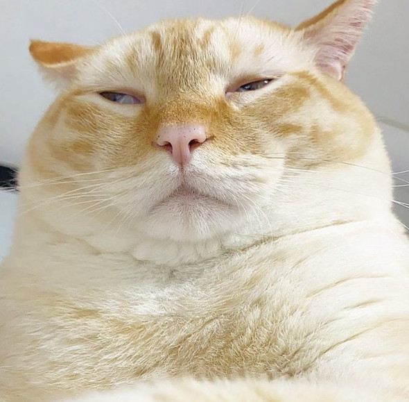 薄目の猫ちゃん