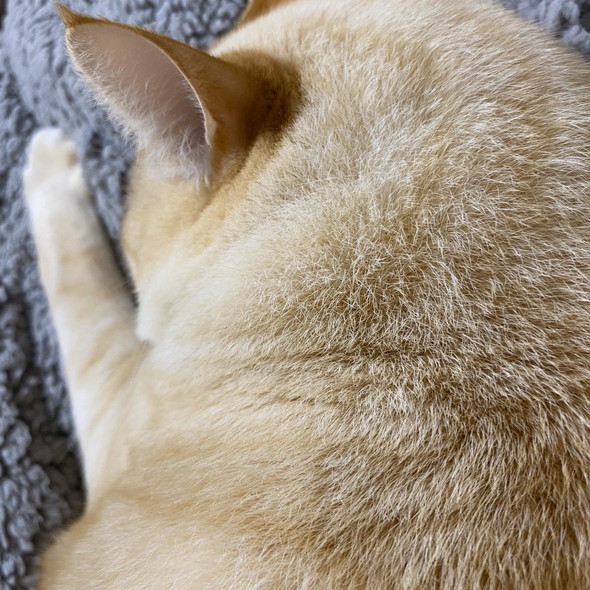 猫ちゃんの後頭部