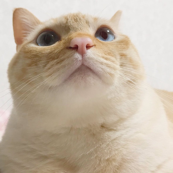 猫ちゃんアップ