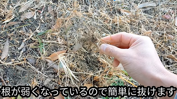引き抜いた雑草の根っこ