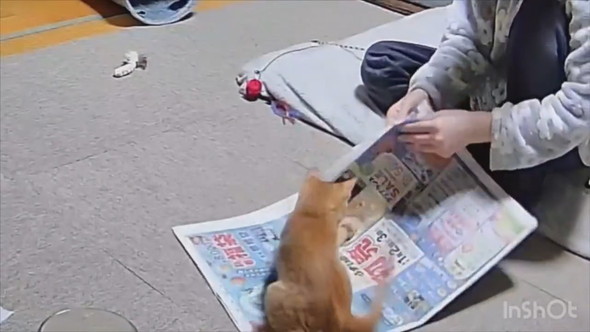 新聞で工作する飼い主さんと遊ぶ子猫