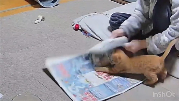 新聞で工作する飼い主さんと遊ぶ子猫