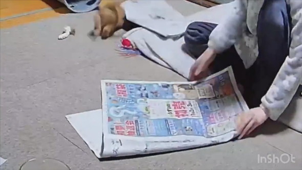 新聞で工作する飼い主さんと遊ぶ子猫
