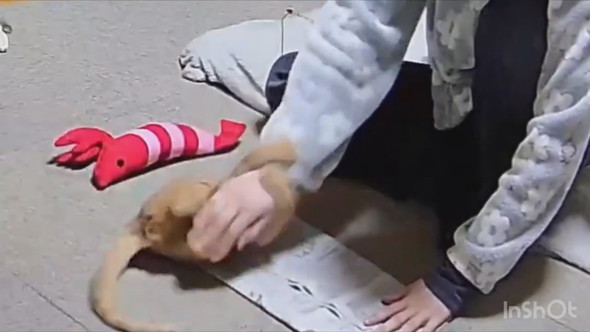 新聞で工作する飼い主さんと遊ぶ子猫