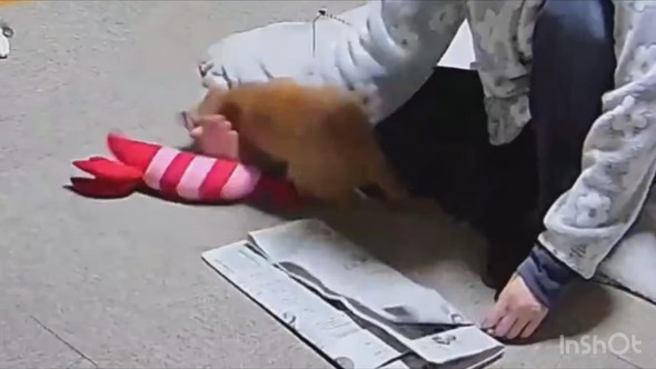 新聞で工作する飼い主さんと遊ぶ子猫