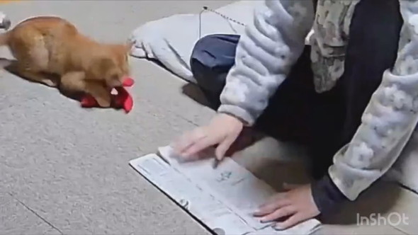 新聞で工作する飼い主さんと遊ぶ子猫