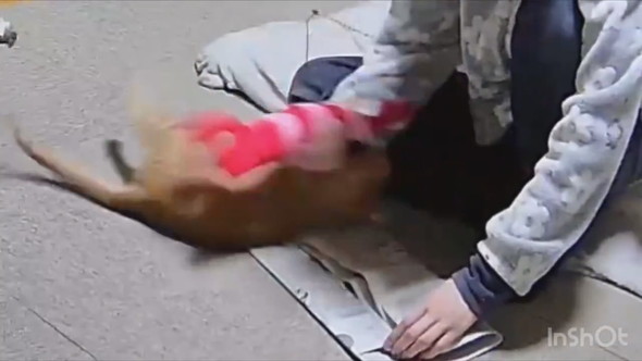 新聞で工作する飼い主さんと遊ぶ子猫