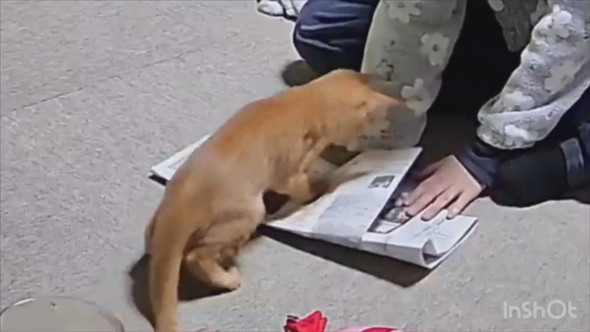 新聞で工作する飼い主さんと遊ぶ子猫