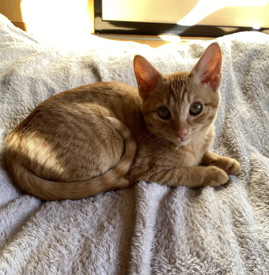 生後3カ月程度の子猫