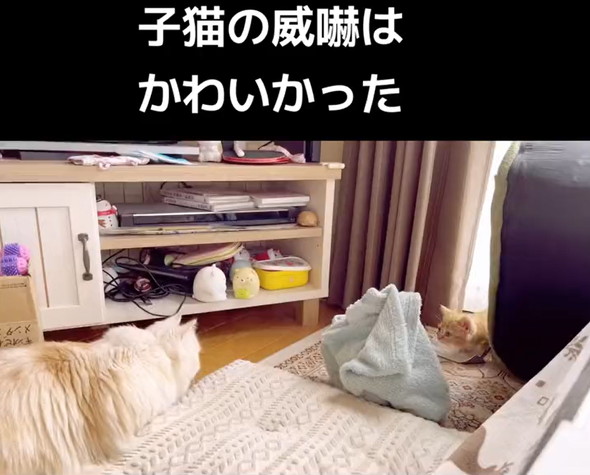 マンチカン子猫