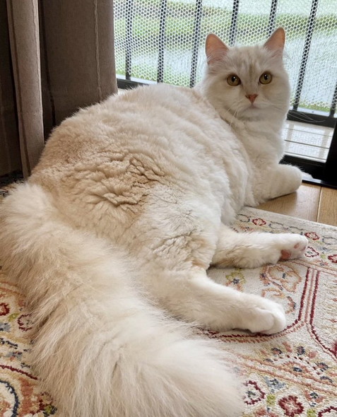 長毛猫ニャるそっく