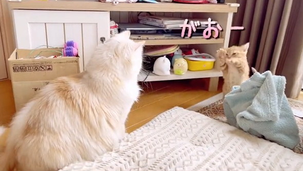 先住猫に威嚇する子猫